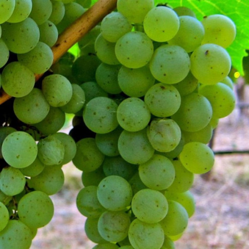 Vinná réva 'Syriusz' P9/C1