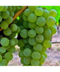 Vinná réva 'Syriusz' P9/C1