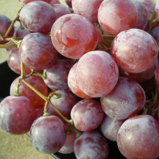 Vinná réva 'Swenson Red' MRAZUVZDORNÁ P9/C1