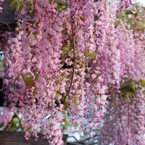 Wisteria květnatá Honbeni RŮŽOVÁ 4L květináč