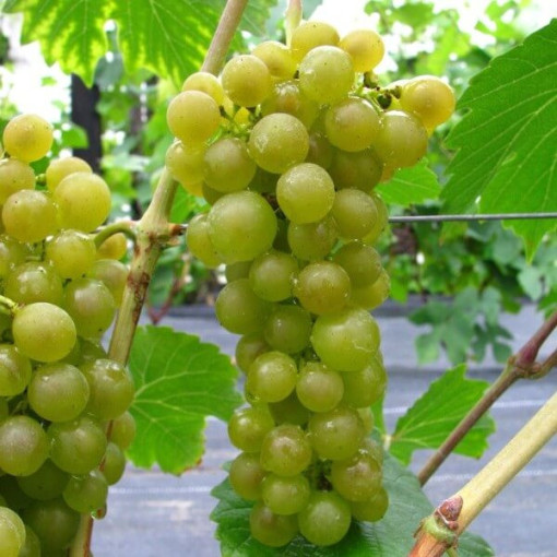 Vinná réva 'Seneca' P9/C1