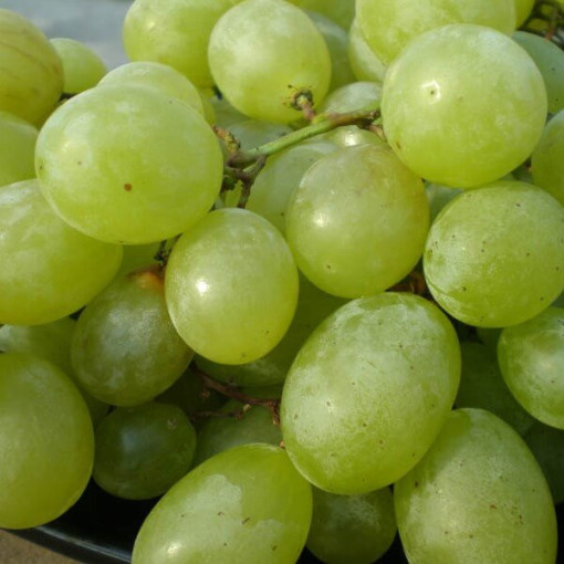 Vinná réva 'Seneca' P9/C1