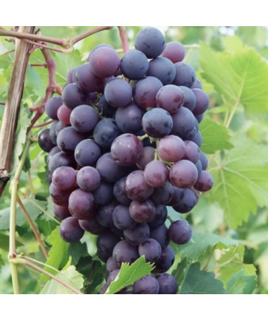 Vinná réva 'Schuyler' P9/C1