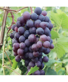 Vinná réva 'Schuyler' P9/C1