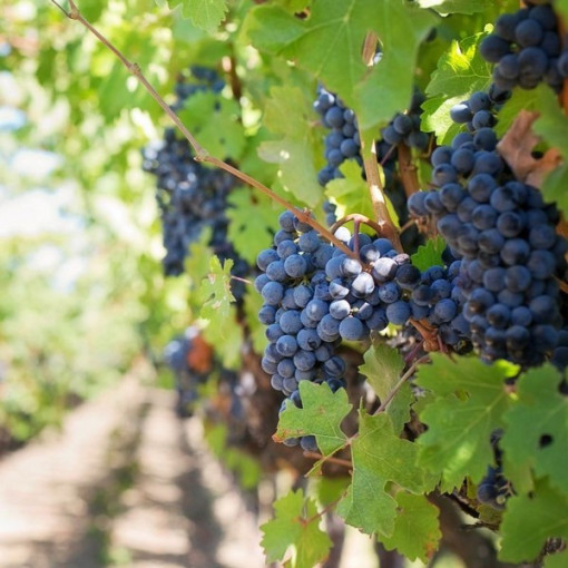 Réva vinná 'Rondo' P9/C1