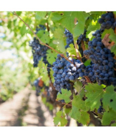 Réva vinná 'Rondo' P9/C1