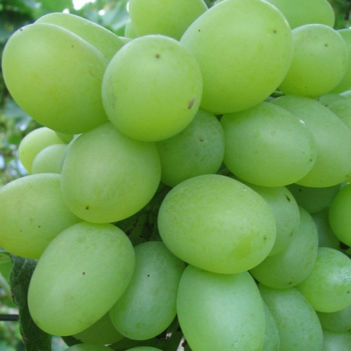 Vinná réva 'Regina' P9/C1