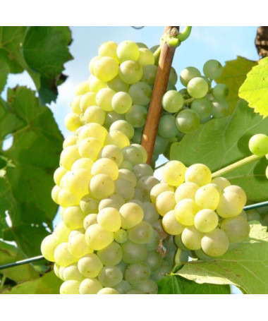 Vinná réva 'Refren' P9/C1