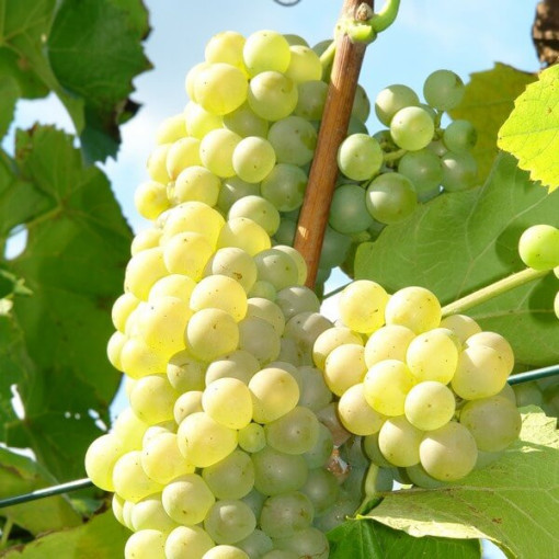 Vinná réva 'Refren' P9/C1