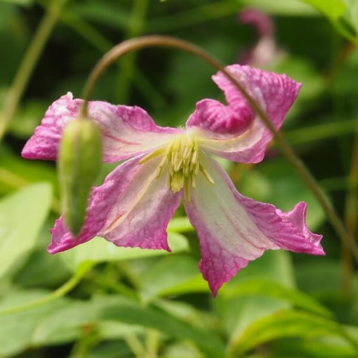 Clematis MINUET (viticella) květináč 4L