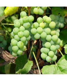 Vinná réva 'Ontario' MRAZUVZDORNÁ P9/C1