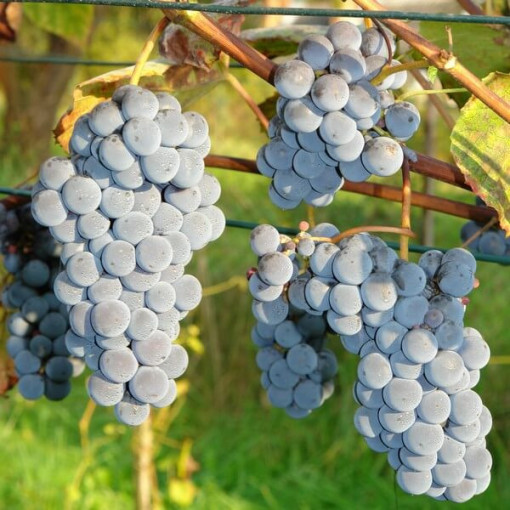 Vinná réva 'New York Muscat' P9/C1