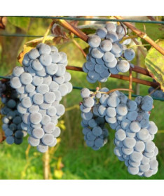 Vinná réva 'New York Muscat' P9/C1