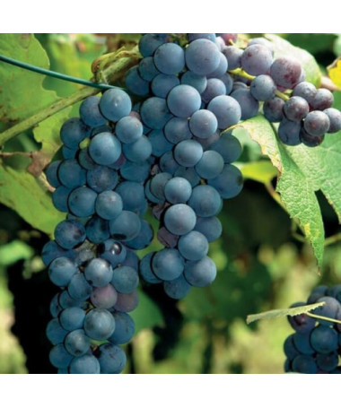 Vinná réva 'New York Muscat' P9/C1