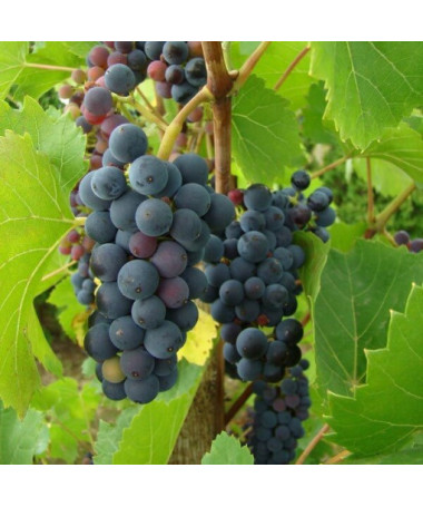 Vinná réva 'Nero' P9/C1