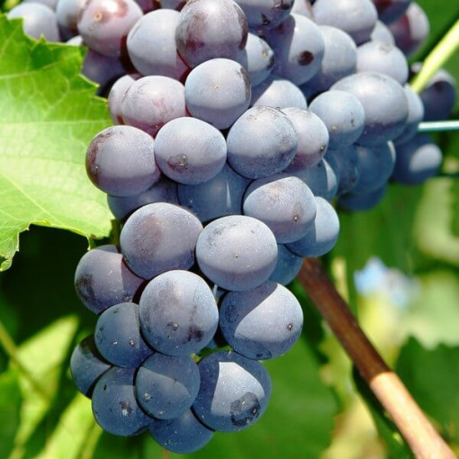 Vinná réva 'Nero' P9/C1