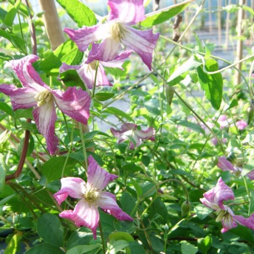 Clematis MINUET (viticella) květináč 4L