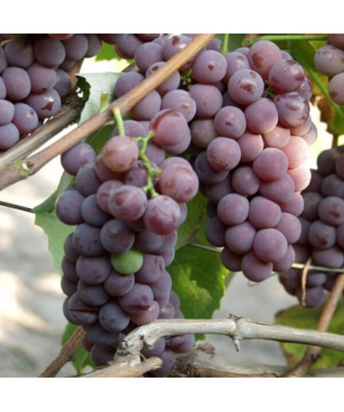 Vinná réva 'Lidia' (Mrazuvzdorná) P9/C1