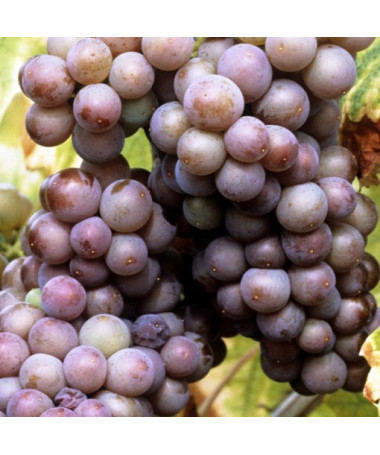 Vinná réva 'Kerling' P9/C1