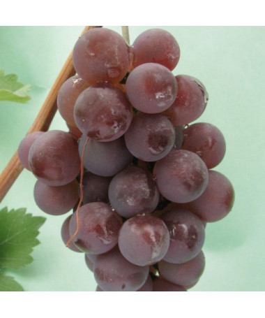 Vinná réva 'Kerling' P9/C1