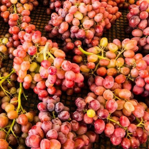 Vinná réva 'Kalina' P9/C1