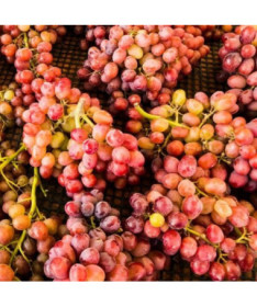 Vinná réva 'Kalina' P9/C1