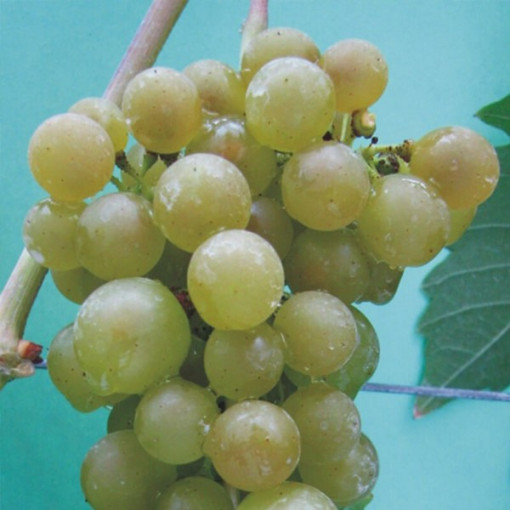 Vinná réva Jutrzenka