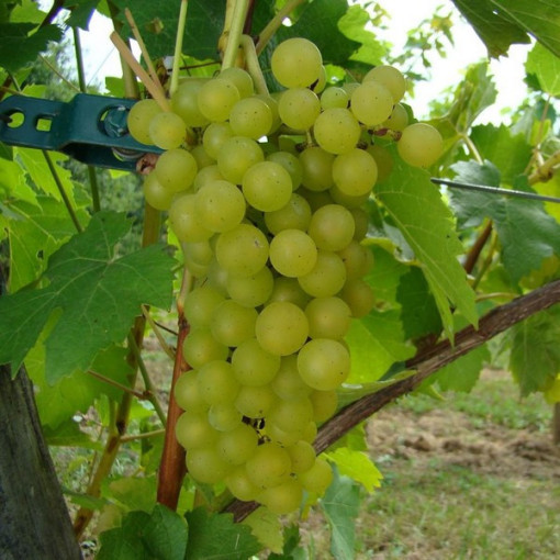 Vinná réva Johanniter