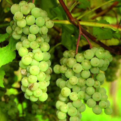 Réva bezsemenná 'Interlaken' P9/C1