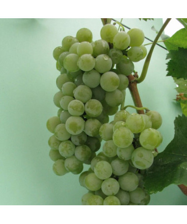 Vinná réva Hibernal