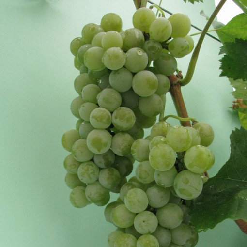 Vinná réva Hibernal