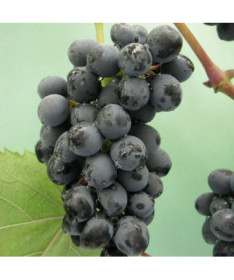 Réva vinná 'Golubok' P9/C1