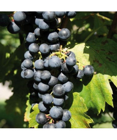 Réva vinná 'Golubok' P9/C1