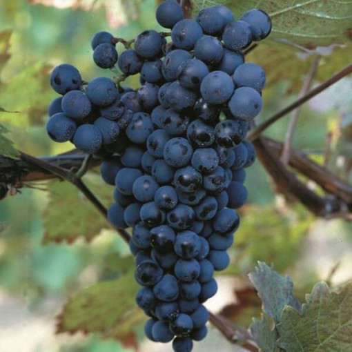 Réva vinná 'Golubok' P9/C1