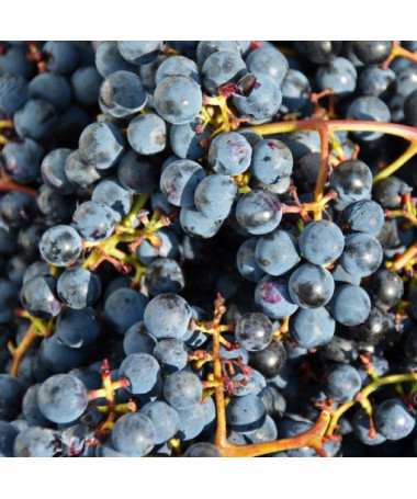 Vinná réva 'Frontenac'