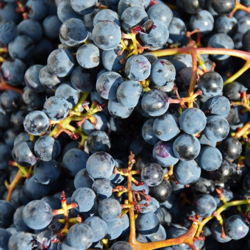 Vinná réva 'Frontenac'