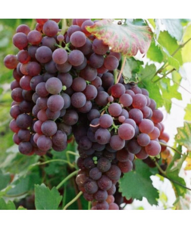 Vinná réva 'Růžová Chrupka' P9/C1