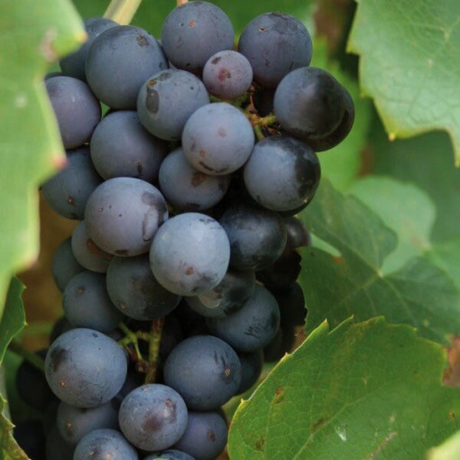 Réva vinná 'Cascade' P9/C1