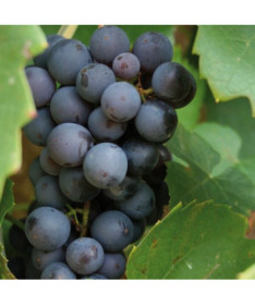 Réva vinná 'Cascade' P9/C1