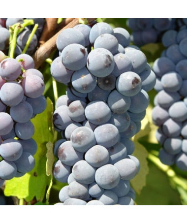 Réva vinná 'Cascade' P9/C1