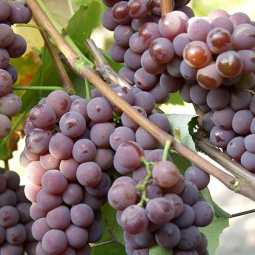 Réva vinná 'Cabernet Franc' P9/C1