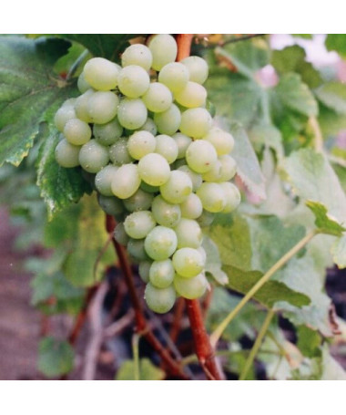 Vinná réva 'Bianca' P9/C1