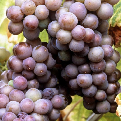 Vinná réva 'Kerling' Vinná réva 'Kerling'
