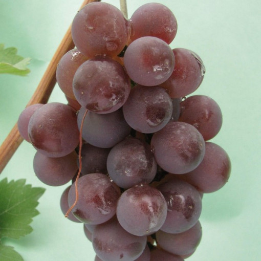 Vinná réva 'Kerling' Vinná réva 'Kerling'