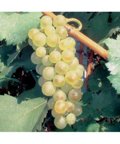 Vinná réva 'Aurora' P9/C1