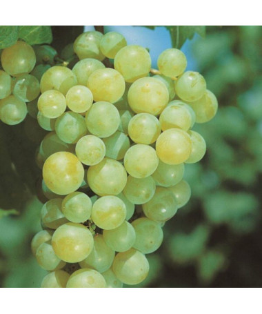 Vinná réva 'Aurora' P9/C1