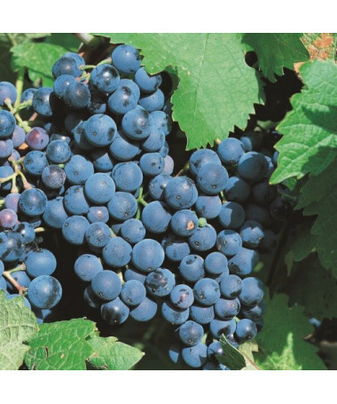 Réva vinná 'Alwood' P9/C1