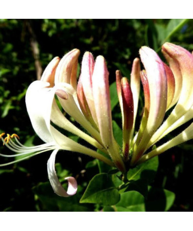 Pomoranský zimolez VOŇAVÝ květináč, 4L