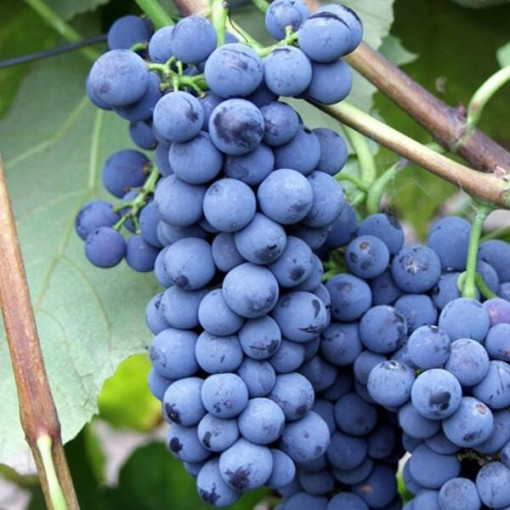 Réva vinná 'Alwood' P9/C1