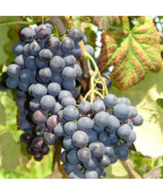 Réva vinná 'Alden' P9/C1